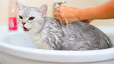 Cách Tắm Cho Mèo Sợ Nước Đơn Giản Ngay Tại Nhà